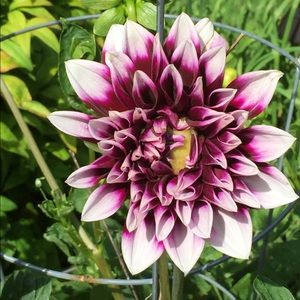 Meet your Posher, Annie